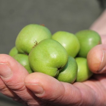 Mini-Kiwi Chang Bai weiblich (Pflanze)