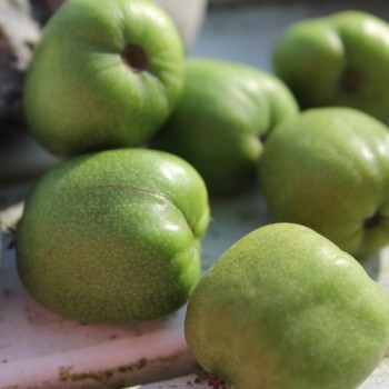Mini-Kiwi Chang Bai weiblich (Pflanze)