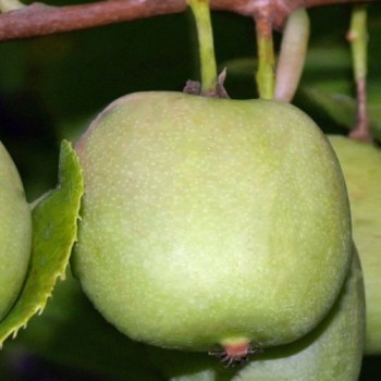 Mini-Kiwi Chang Bai weiblich (Pflanze)