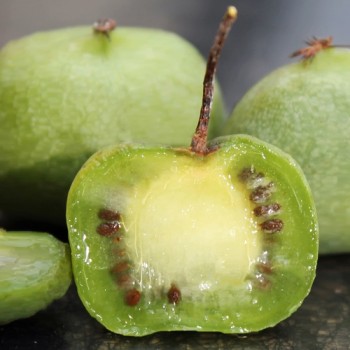 Mini-Kiwi Chang Bai weiblich (Pflanze)