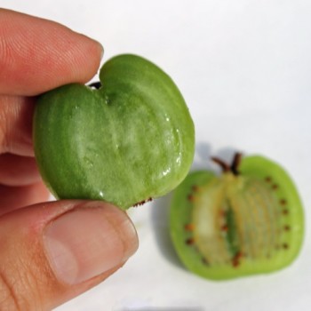 Mini-Kiwi Chang Bai weiblich (Pflanze)