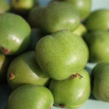 Mini-Kiwi Chang Bai weiblich (Pflanze)