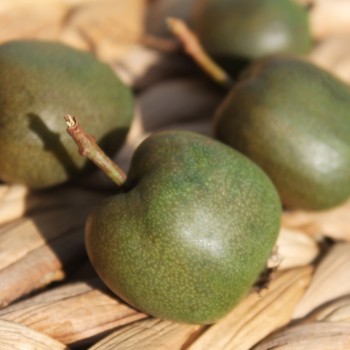 Mini-Kiwi Fresh Jumbo weiblich (Pflanze)
