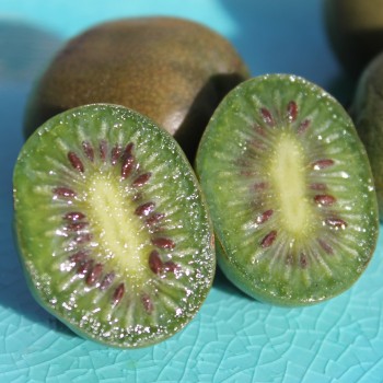 Mini-Kiwi Fresh Jumbo weiblich (Pflanze)