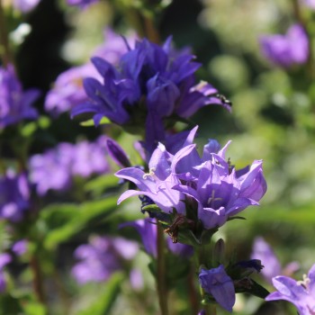 Knäuelglockenblume (Samen)