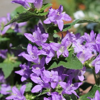 Knäuelglockenblume Acaulis (niedrig) (Samen)