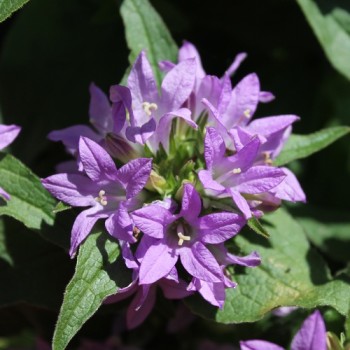 Knäuelglockenblume Acaulis (niedrig) (Samen)