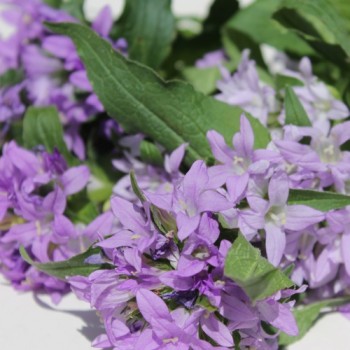 Knäuelglockenblume Acaulis (niedrig) (Samen)