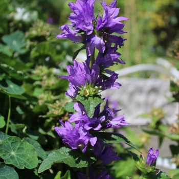 Knäuelglockenblume (Samen)