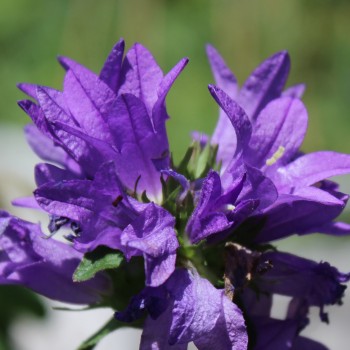 Knäuelglockenblume (Samen)