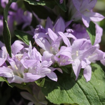 Knäuelglockenblume Acaulis (niedrig) (Samen)