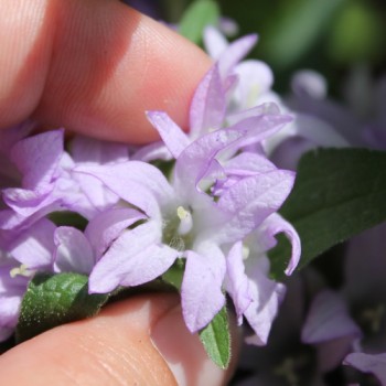 Knäuelglockenblume Acaulis (niedrig) (Samen)