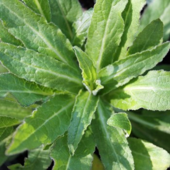 Knäuelglockenblume Acaulis (niedrig) (Samen)