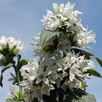 Knäuelglockenblume weiß (Samen)