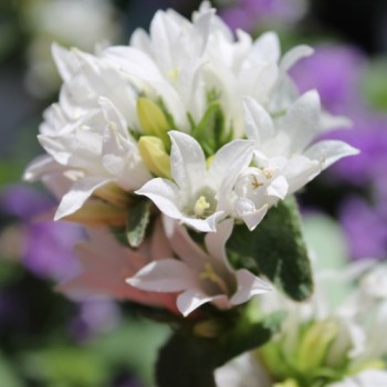 Knäuelglockenblume weiß (Samen)