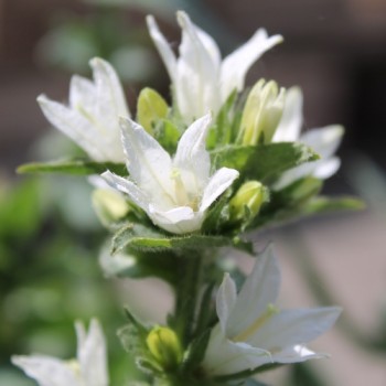 Knäuelglockenblume weiß (Samen)