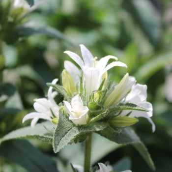Knäuelglockenblume weiß (Samen)