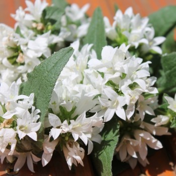 Knäuelglockenblume weiß (Samen)