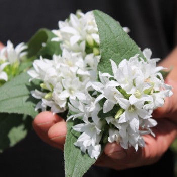 Knäuelglockenblume weiß (Samen)