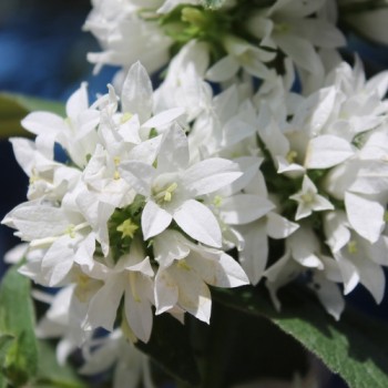 Knäuelglockenblume weiß (Samen)