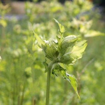 Kohldistel (Samen)