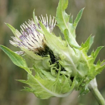 Kohldistel (Samen)