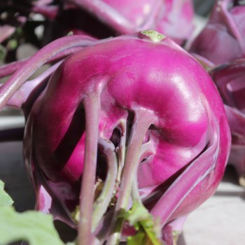 Kohlrabi Blauer Speck (Samen)