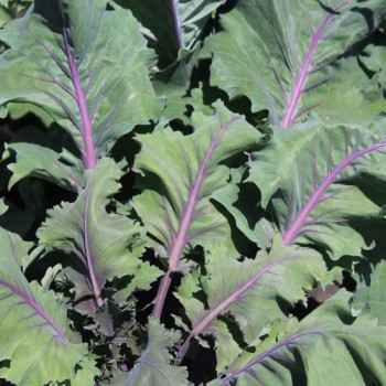 Kohlrabi Blauer Speck (Samen)