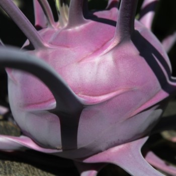 Kohlrabi Blauer Speck (Samen)