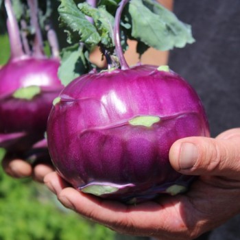 Kohlrabi Blauer Speck (Samen)