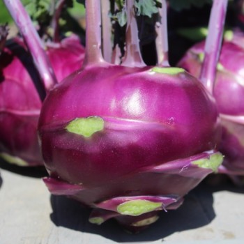 Kohlrabi Blauer Speck (Samen)