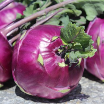 Kohlrabi Blauer Speck (Samen)
