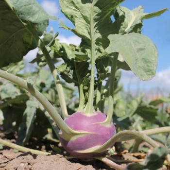 Kohlrabi Dyna (Samen)