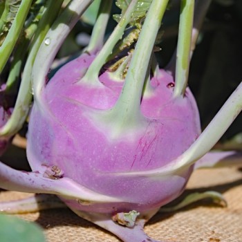 Kohlrabi Dyna (Samen)