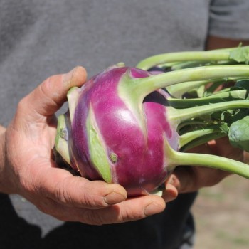 Kohlrabi Dyna (Samen)