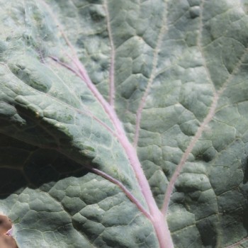 Kohlrabi Dyna (Samen)