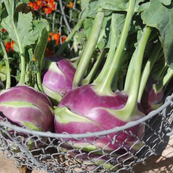 Kohlrabi Dyna (Samen)