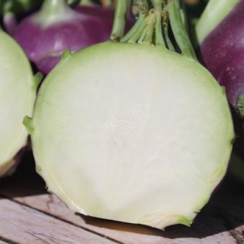 Kohlrabi Dyna (Samen)