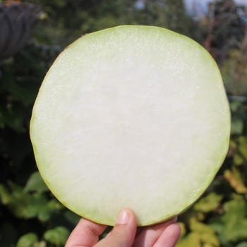Kohlrabi Gigant (Samen)