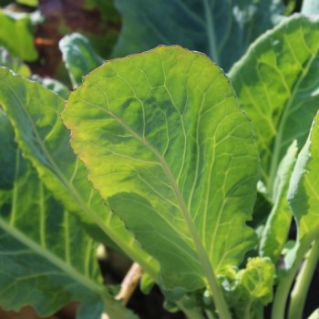 Kohlrabi Gigant (Samen)
