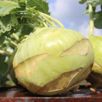 Kohlrabi Gigant (Samen)