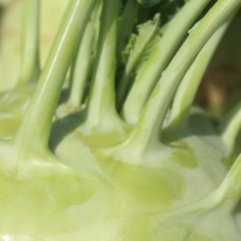 Kohlrabi Gigant (Samen)