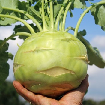 Kohlrabi Gigant (Samen)
