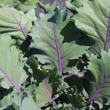 Kohlrabi Vienna Purple (Samen)