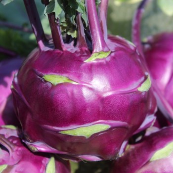 Kohlrabi Vienna Purple (Samen)