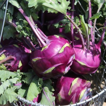 Kohlrabi Vienna Purple (Samen)