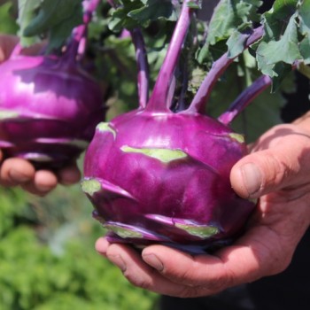 Kohlrabi Vienna Purple (Samen)