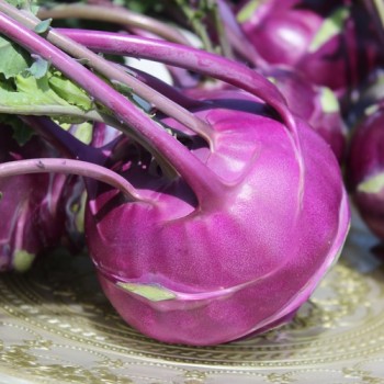 Kohlrabi Vienna Purple (Samen)