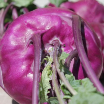 Kohlrabi Vienna Purple (Samen)