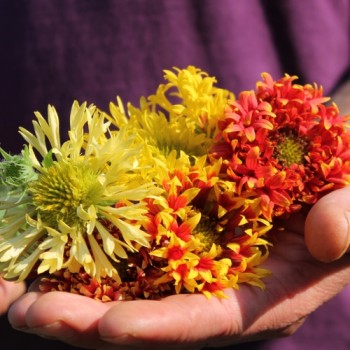 Kokardenblume Lorenziana (Samen)